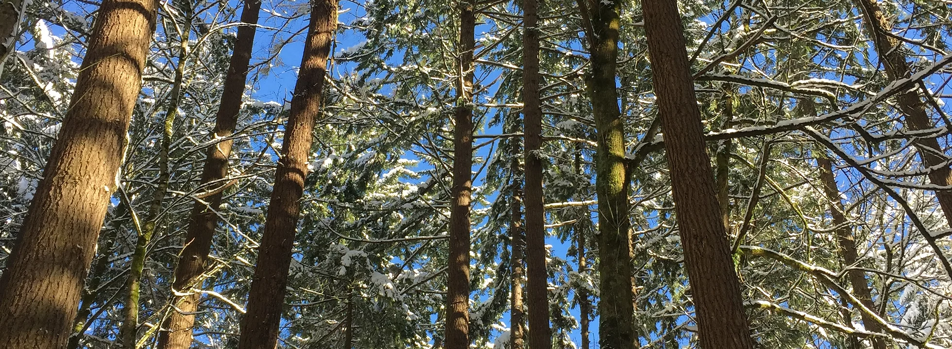 Winter on Wildwood Trail